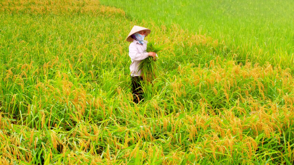 Nên đảm bảo hoạt động đúng theo Luật Hợp tác xã để nâng cao khả năng được vay phát triển hợp tác xã.