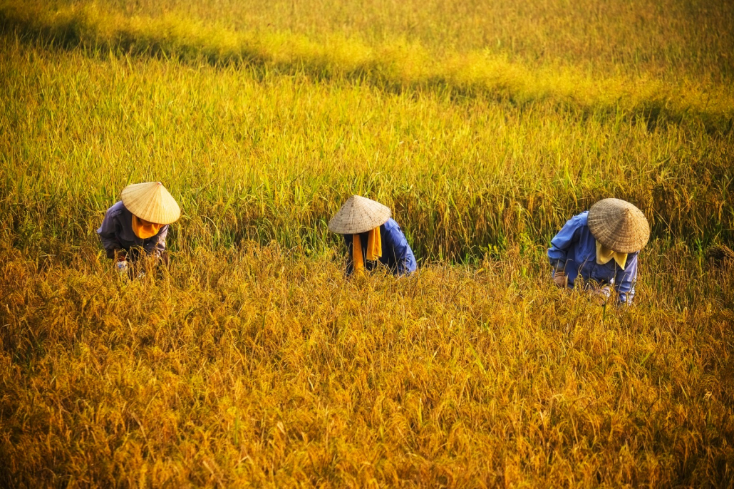 Lãi suất vay nông nghiệp thường được ưu đãi hơn các gói vay khác.