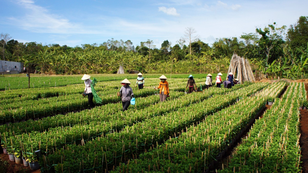 Nhiều ngân hàng đã triển khai nhiều gói vay nông nghiệp, vay trồng trọt chăn nuôi,...với nhiều ưu đãi.